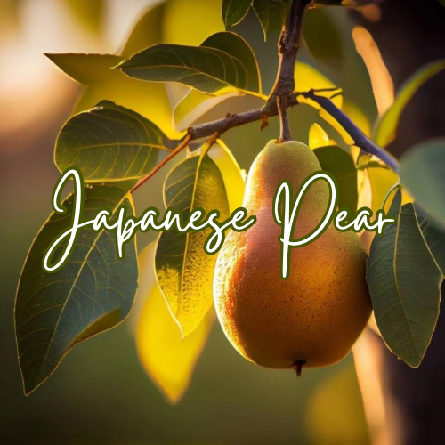 Japanese Pear Wax Melt Snap Bar