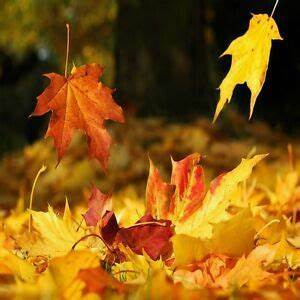 AUTUMN: Autumn Leaves | Wax Melt Cosy Snap Bar